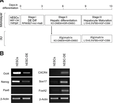 FIG. 1.Differentiation of human embryonic stem cellspolymerase chain reaction (RT-PCR) analysis showing geneexpression in hESCs and their differentiated deﬁnitive en-doderm (hESC-DE) cells before transfer to the 3D culture.Pluripotent and neural genes are 