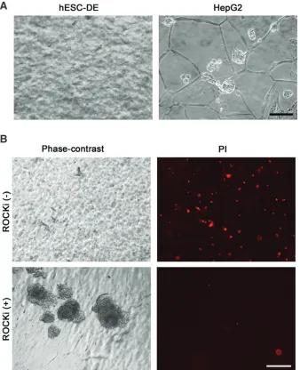FIG. 2.Effect of ROCK inhibitorImages were taken 5 days afterinoculation, showing no spheroidsformed in hESC-DE cultures, butevidence of spheroids in HepG2cells.treated with or without ROCKibefore and 48h after inoculation of1Algimatrix 3D culture