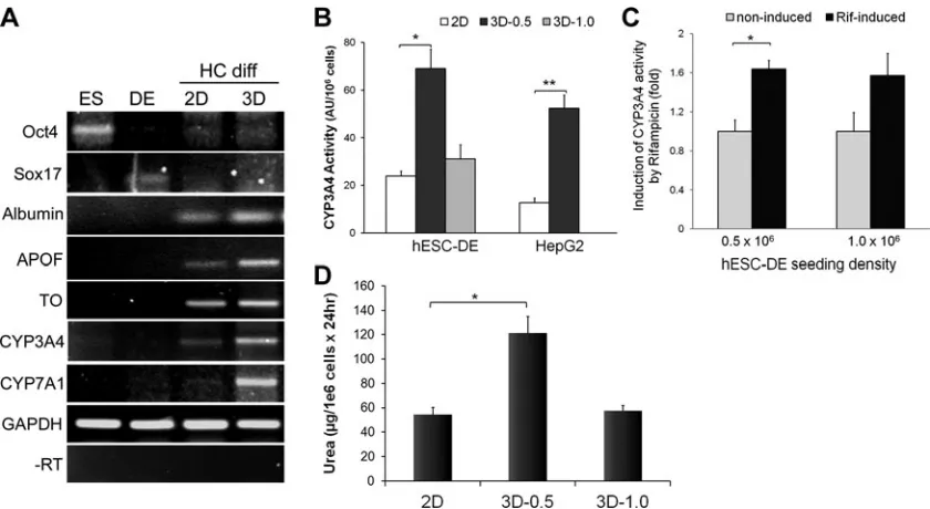 FIG. 5.Comparison of the effect of 2D (monolayer) and 3D culture conditions on hepatocyte marker expression andcultures enhance CYP3A4 activity in both hESC-DE and HepG2 cells