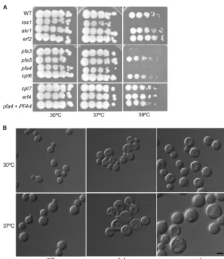 FIG 1 The(CBN198), pfa4� mutant strain exhibits ras1-like defects at high temperature