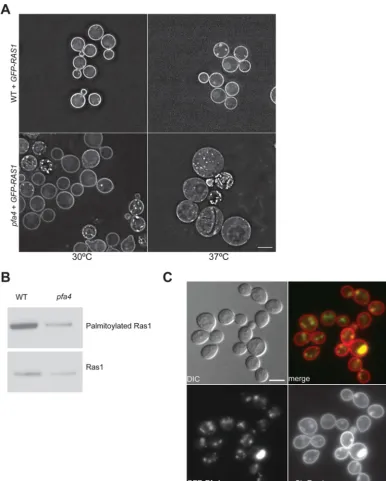 FIG 2 Ras1 palmitoylation is dependent on Pfa4.(A) Ras1 localization to the PM is reduced in thelysates obtained from the wild-type andversion of the acyl-biotinyl switch assay