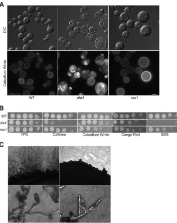 FIG 4 A(CBN201) and pfa4 strain exhibits ras1-independent phenotypes. (A) pfa4 mutant cells exhibit abnormal chitin localization