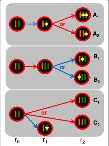 Figure 3 Lineage scenarios for a mutation that fall in a region of heterozygous amplification