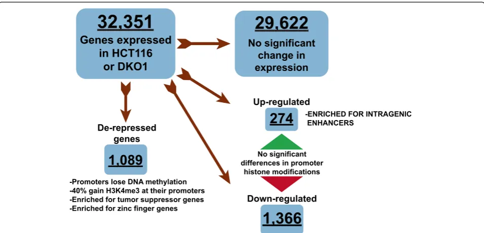 Figure 10 Schematic illustrating the characterization of gene expression categories.HCT116 and DKO1 cells into groups based on their expression in the two cell types