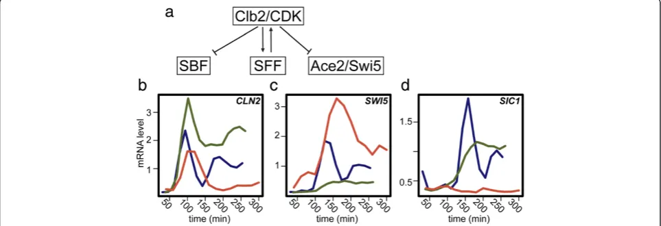 Figure 1 Persistent Clb2/Cdk1 activity regulates transcript dynamics of network oscillator targets.transcription factors are activated and inhibited by Clb2/Cdk1 [14]P A subset of the network oscillator (a)