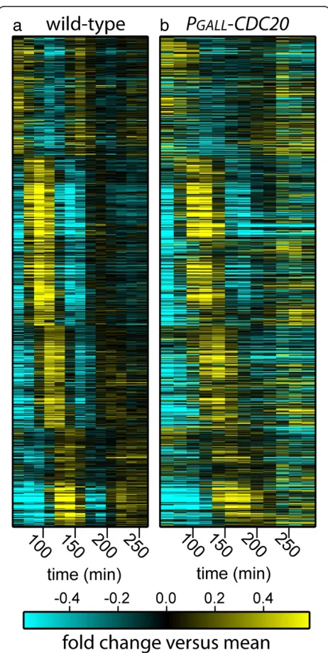 Figure 2 Dynamics of periodic transcripts in arrested cells withCDK-‘on’ and cycling WT cells