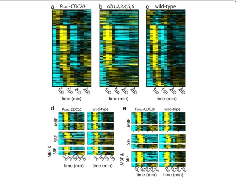 Figure 3 Dynamics of transcripts in Cdc20-depleted cells, cyclin-depleted cells, and cycling WT cells