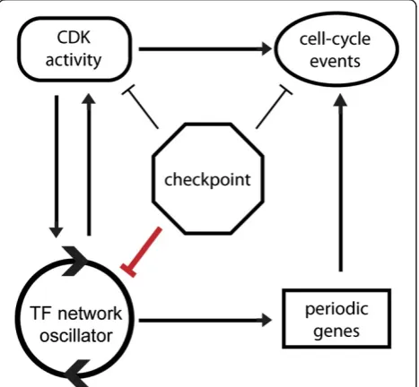 Figure 7 A new model of cell-cycle regulation. Cell cycle modeldepicting relationships between checkpoints, CDKs, transcriptionnetwork oscillator, periodic genes, and cell-cycle events.