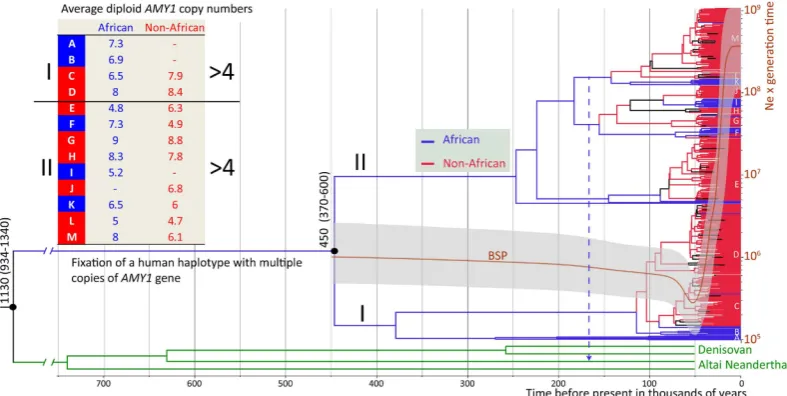 Figure 3. yearsize (NPhylogenetic tree and Bayesian Skyline Plot based on the analyses of a ~66 kb region downstream of the AMY locus with BEAST