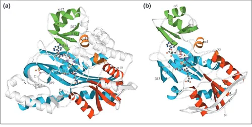 Figure 6Comparison of GshB structures from a bacterium and a eukaryote. (a) Human; (b) E