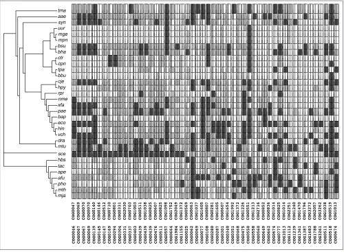 Figure 1Phyletic patterns of fusion-linked COGs. Each pair of COGs is represented by a double column