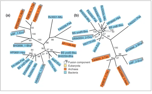 Figure 2Phylogenetic trees for fusion-linked COGs: � and ��subunits of acyl-CoA:acetate CoA transferase