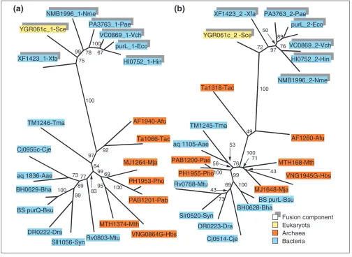 Figure 3Phylogenetic trees for fusion-linked COGs: phosphoribosylformylglycinamidine (FGAM) synthase
