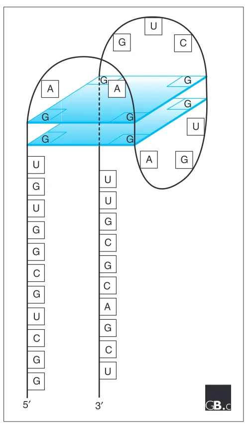 Figure 1Structure of a G quartet. In this schematic representation, the sequenceof sc1 RNA is used to illustrate the three-dimensional structure of aG quartet; sc1 is one of a series of six random RNAs specifically bound byFMRP [4]