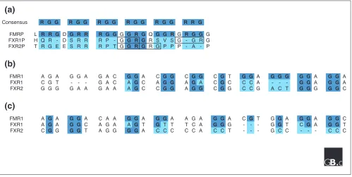 Figure 2Comparison of consensus sequences in the human members of the fragile X gene family