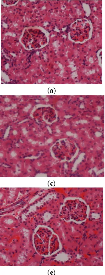 Figure 1. Histological sections of liver and kidney after the acute toxicity test. Rats (1a and 1b) treated with vehicle (CMC)