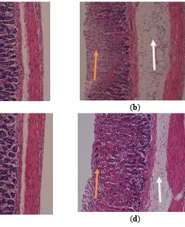 Figure 3. Histological study of the absolute ethanol-induced gastric mucosal damage in pre-treated with omeprazole (20 mg/kg)