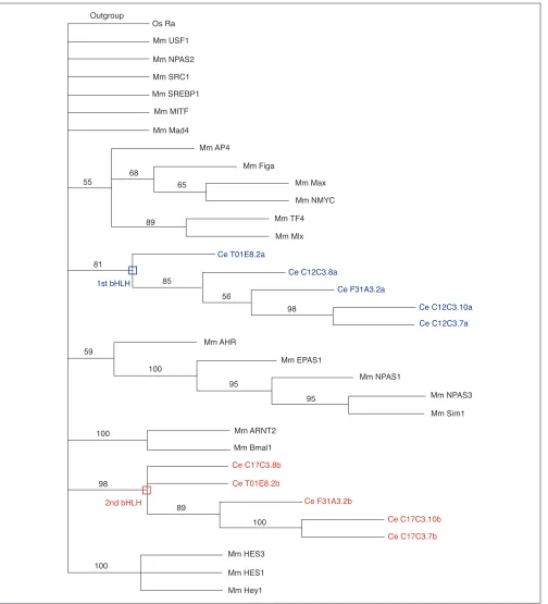 Figure 3Worm proteins with two bHLH domains. A rooted NJ tree is shown that depicts the phylogenetic relationships of the five worm proteins with twobHLH domains