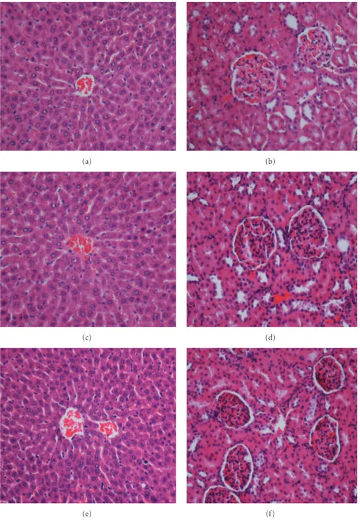 Figure 2: Examples of H&amp;E-stained histological sections of livers (left column) and kidneys (right column) obtained from the rats in the acute toxicity test