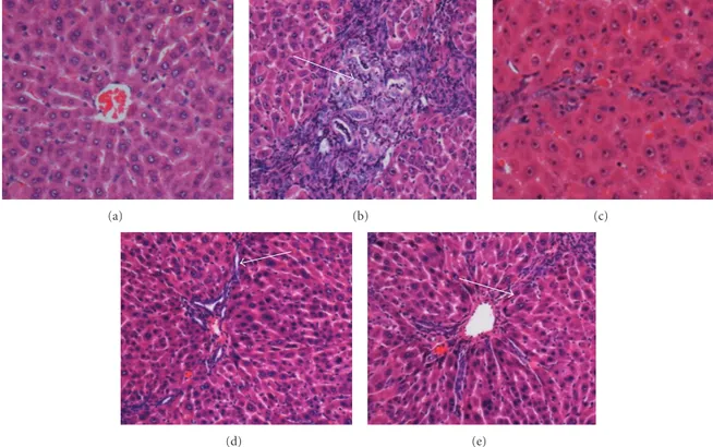 Figure 4: Example histopathological sections of livers sampled from rats in diﬀerent experimental groups