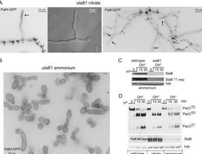 FIG 4 Proteolytic processing activation of PacC in null endocytic mutants. Wild-type and mutant cells expressing wild-type Myc-PacC72 from the genereplacement allele pacC900 were precultured under acidic conditions and shifted to alkaline conditions for th
