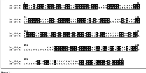 Figure 2Typical alignment of a small intron from mouse and human (intron 16 of H2-TAP1) with the regions selected by Gblocks with default parameters