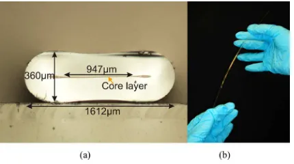 Fig. 1. (a) Cross section and (b) bending of the ﬂthe germanium-doped core and the cladding of theat ﬁber