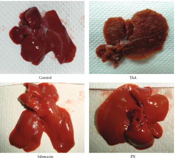 Figure 1: Images showing the macroscopic appearances of livers from di(Hepatotoxic): iirregular whitish micro- and macronodules and a large area of ductular cholangiocellular proliferation embedded withinﬀerent experimental groups