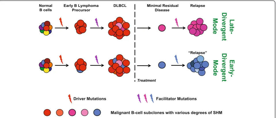 Figure 6 In both modes, the early B lymphoma precursors arise from normallymphoma precursor cells progress into initial DLBCL-containing subclones that have similar SHMs (indicated by different shades of red) and one orfew minor subclones (depicted by blue