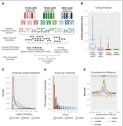 Figure 1 LncRNA transcript characterization. (A) Schematic of experimental workflow and RNA-Seq analysis