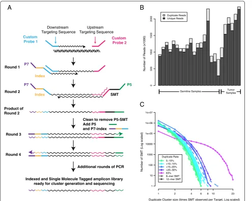 Figure 1 Adaptation of Illumina TruSeq Custom Amplicon Kit to allow for single molecule tagging