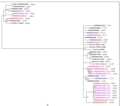 Figure 5 Phylogeny and expression of maize DEFL genes. Gene names in blue are part of the MP-enriched gene set