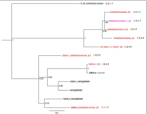 Figure 6 Phylogeny and expression of maize EAL genes. Gene names in blue are part of the MP-enriched gene set