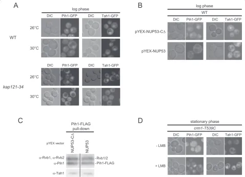 Figure 7 R2TP nuclear import and export is dependent on Kap121 and Crm1. (A)Pih1 and Tah1 in wildtype background and incells.phase cells.endogenously GFP-tagged Pih1 and Tah1 in Subcellular localizations of endogenously GFP-tagged kap121-34 mutant cells at