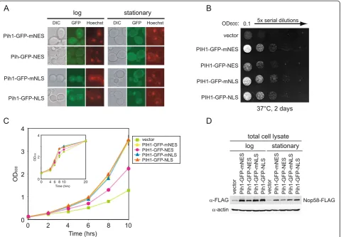 Figure 8 Effect of targeting Pih1 to cytoplasm or nucleus on cell growth. (A) Pih1-GFP was fused with nuclear export signal (NES), mutagenizednuclear export signal (mNES), nuclear localization signal (NLS), or mutagenized nuclear localization signal (mNLS)