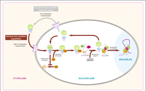 Figure 9 provides a summary of our current model ofthe regulation of box C/D snoRNP biogenesis by theR2TP complex
