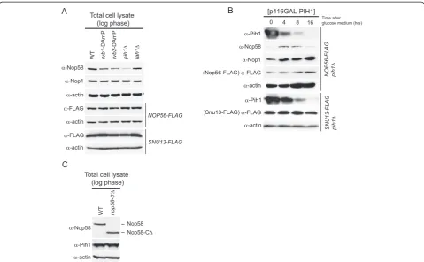 Figure 2 Effect of R2TP complex on Nop58 stability. (A) Western blot analysis of steady-state protein levels of box C/D snoRNP proteincomponents in WT, rvb1-DAmP, rvb2-DAmP, pih1Δ, and tah1Δ strains in log phase cells