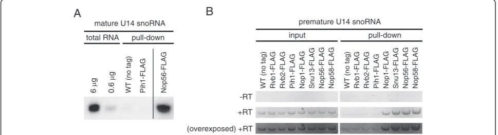 Figure 3 Analysis of R2TP complex interaction with mature and premature box C/D snoRNA