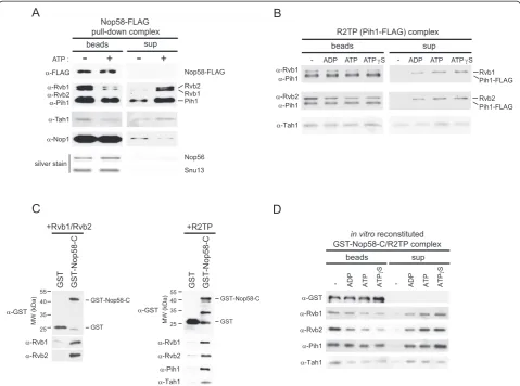 Figure 4 Effect of nucleotides on the interaction between Nop58 and R2TP. (A) Western blot or silver stain analysis of Nop58-FLAGpulldown complex in the absence or presence of ATP