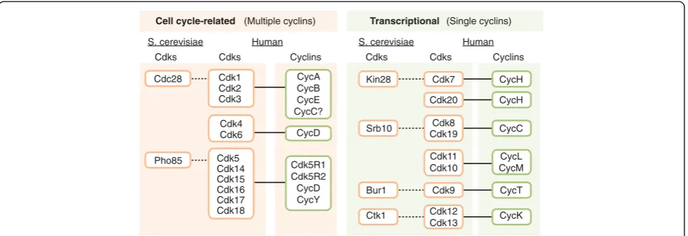 Figure 1 Comparison of yeast and mammalian CDKs. Cells of the budding yeast Saccharomyces cerevisiae contain two cell-cycle-related CDKsthat are activated by multiple cyclins - Cdc28 and Pho85
