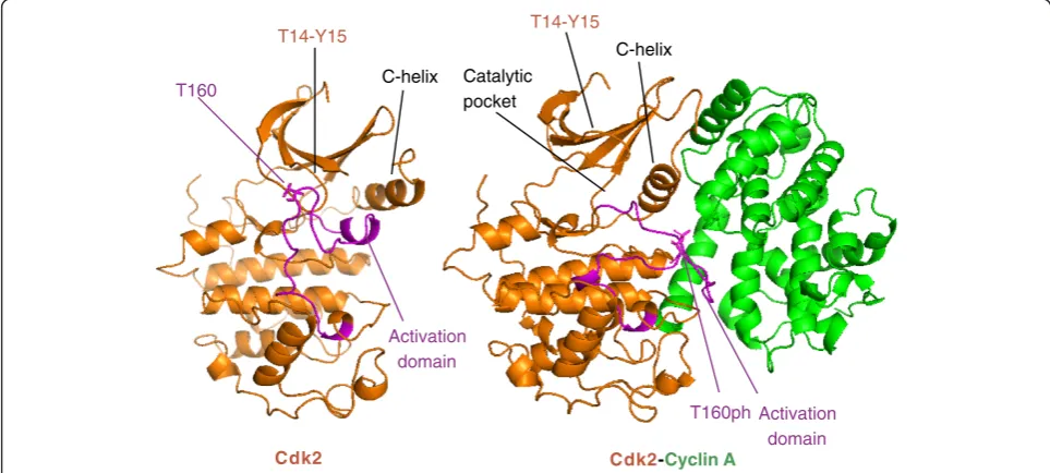 Figure 3 A three-dimensional view of CDK structure and activation. In monomeric Cdk2 (left; [PDB:1HCL]), the major C-helix (N-lobe) andthe activation domain are close, ensuring that the catalytic pocket is inaccessible