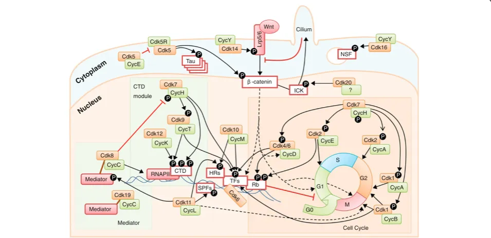 Figure 4 An overview of CDK functions in the cell. Each CDK (in orange boxes) is shown in a complex with its major partner (green) - for clar-ity, only a few substrates are depicted