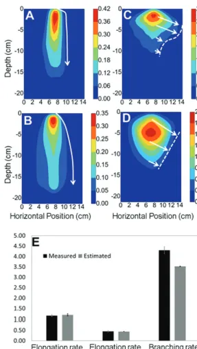 Fig. 7. Measured and predicted root length density for the primary root (A, B). Measured and predicted root length density for lateral roots (C, D)