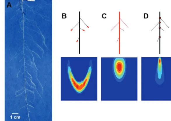Fig. 1. The root system of a 14-day-old Brassica rapa seedling (L. subsp. trilocularis cv