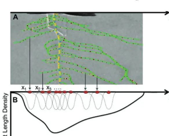 Fig. 2. Schematic representation of the method that yields the root length density estimate based on the skeleton of individual Brassica rapa roots produced with SmartRoot