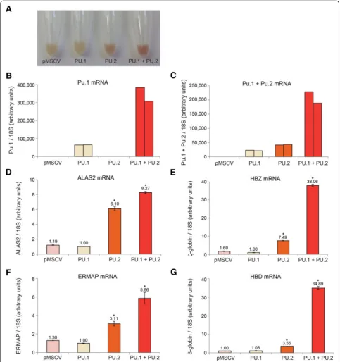 Figure 8 Forced expression of PU.2 in K562 cells induces spontaneous erythroid differentiation