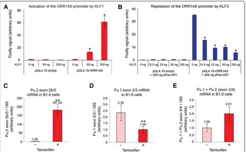 Figure 4 KLF1 drives expression from the(E)mean andby addition of tamoxifen and total RNA was extracted after 48 h and analyzed by quantitative real-time RT-PCR