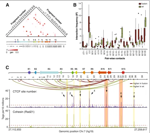 Figure 3 Distinct contact patterns identify MLL fusion from wt MLL leukemias. (A) Heatmap representation of the information gain scoresof contacts throughout the HOXA cluster