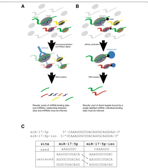 Figure 1 Methods for ascertaining miRNA targets. (A)AGO2. RNAse digestion then reduces the full length mRNA targets to short fragments that can be sequenced along with the miRNAs usinghigh-throughput sequencing
