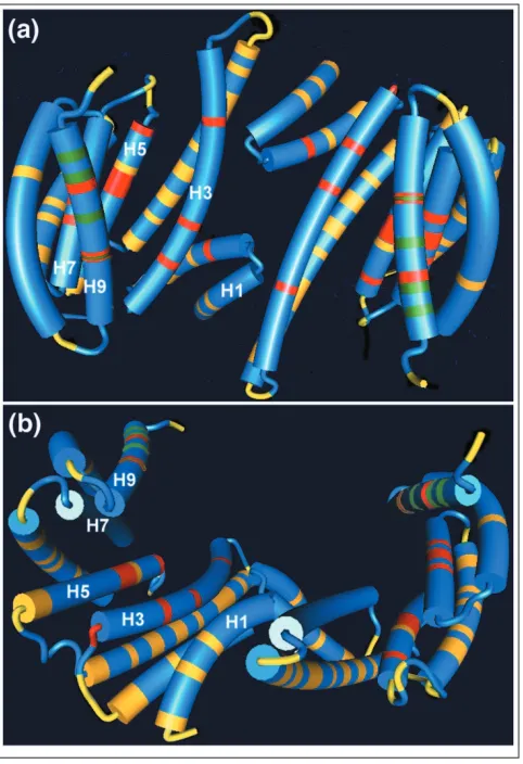 Figure 3The crystal structure of 14-3-3s. The model shown is derived from thehuman 14-3-3 ζ isoform (PDB1QJB [22]) and is shown from (a) the topand (b) one side as visualized by the 3Dmol software found in the VectorNTI 7.0 Suite